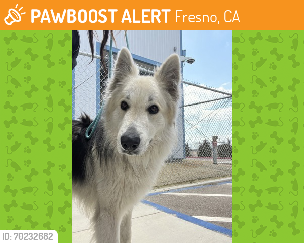 Shelter Stray Male Dog last seen Whitesbridge Rd & S Howard Ave, Kerman Zone Fresno CO 1 93630, , Fresno, CA 93706