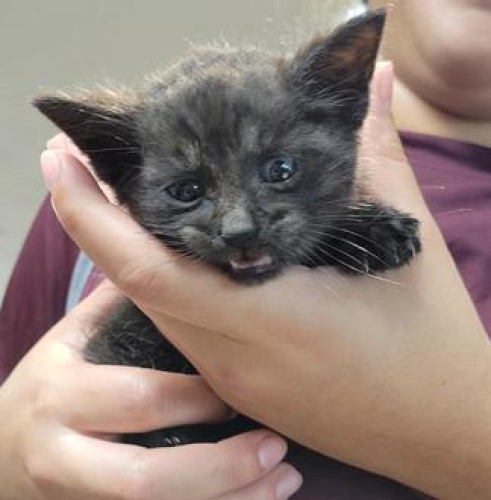 Shelter Stray Male Cat last seen Brazos County, TX , Bryan, TX 77807