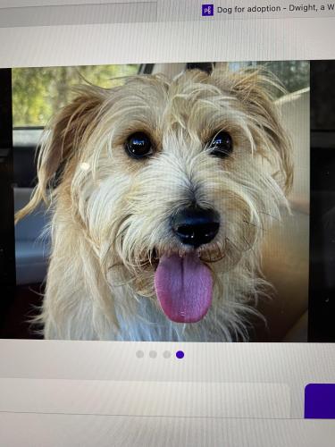Lost Male Dog last seen Freedom Drive, Corona, CA 92882