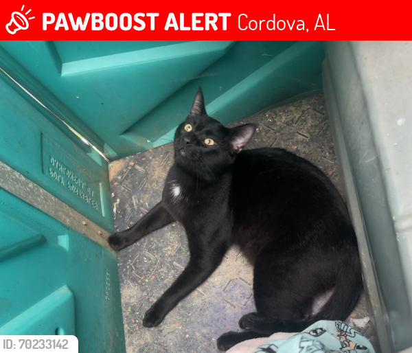 Lost Male Cat last seen river road, Cordova, AL 35550