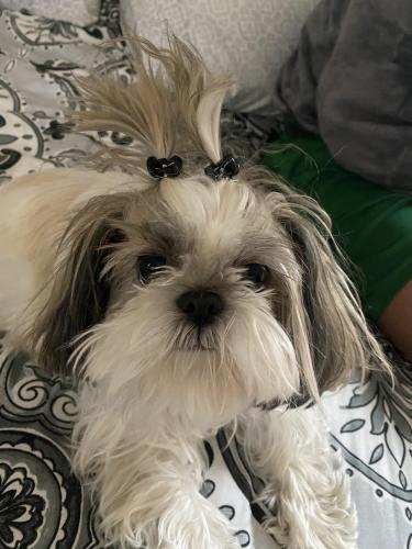 Lost Female Dog last seen West Blvd, Cleveland, OH 44111