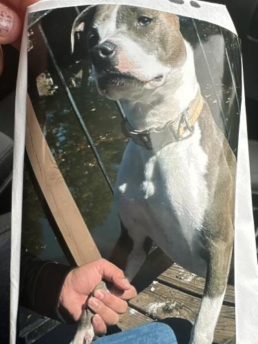 Lost Male Dog last seen Richardson , Dallas, TX 75254