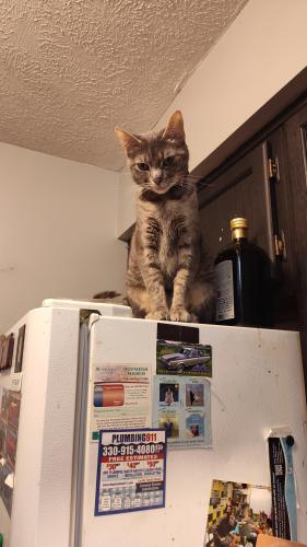 Lost Female Cat last seen Near Woodlawn Ave Nw Canton Ohio 44708 , Canton, OH 44708