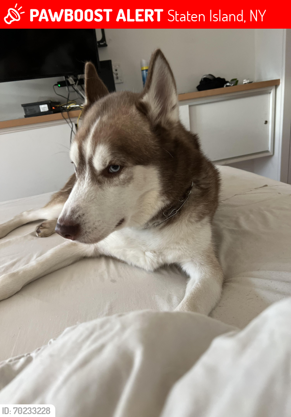 Lost Male Dog last seen Bay and Prospect , Staten Island, NY 10304