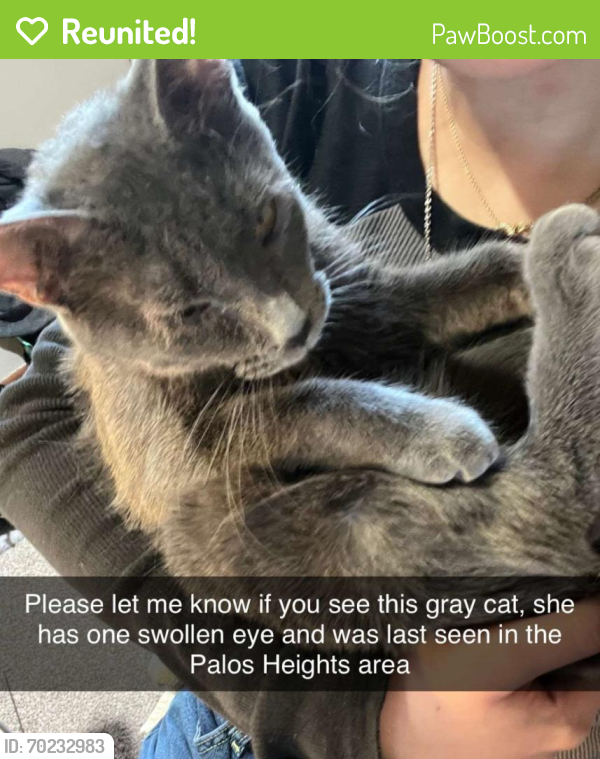 Reunited Female Cat last seen 119th place palos heights, Palos Heights, IL 60463