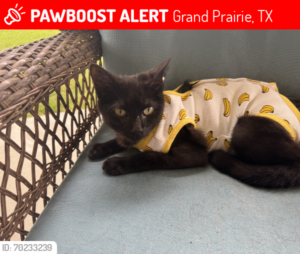 Lost Female Cat last seen Carrier and Bardin , Grand Prairie, TX 75052