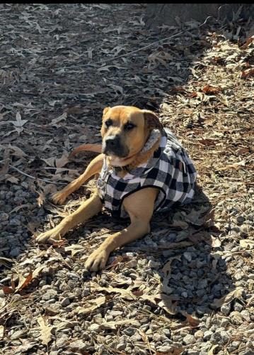 Lost Male Dog last seen Gresham and flt Shoals Terr, Decatur, GA 30034