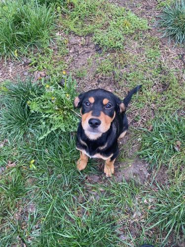 Lost Male Dog last seen 128th at 14th ave College Point , Queens, NY 11356