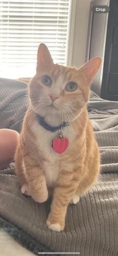 Lost Male Cat last seen Fintry and Torwood, Greensboro, NC 27409