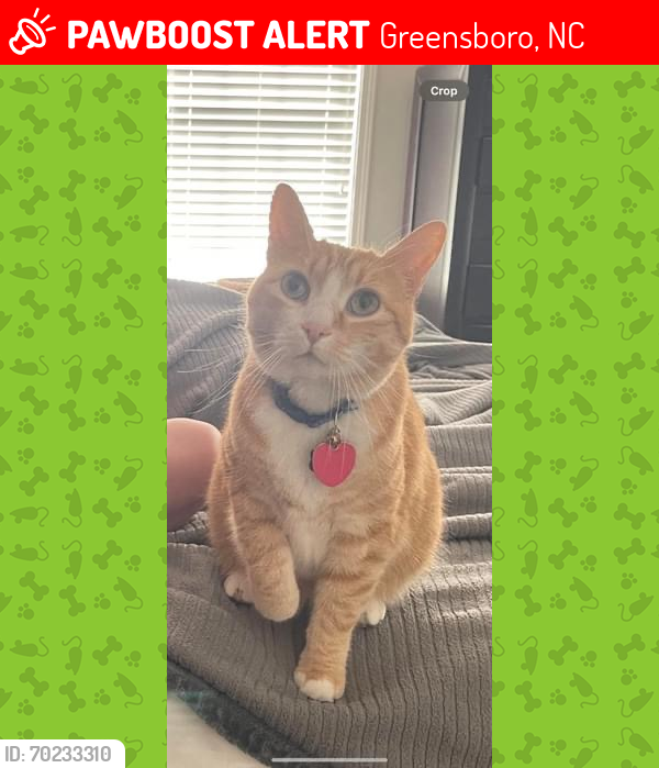 Lost Male Cat last seen Fintry and Torwood, Greensboro, NC 27409
