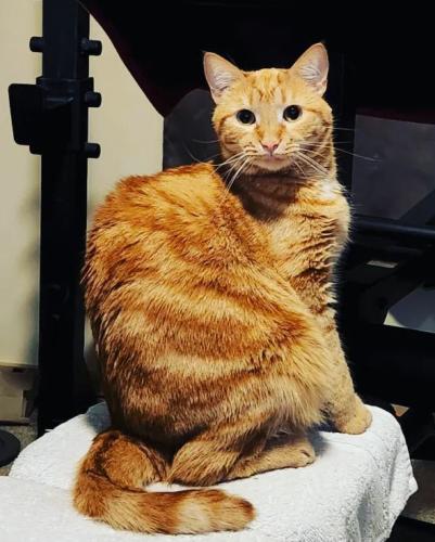 Lost Female Cat last seen The Citizen at Shirlington Village, Arlington, VA 22206