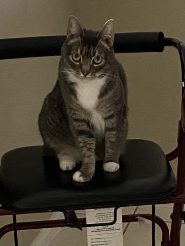 Lost Female Cat last seen S Summit Canyon Dr., Houston, TX 77095