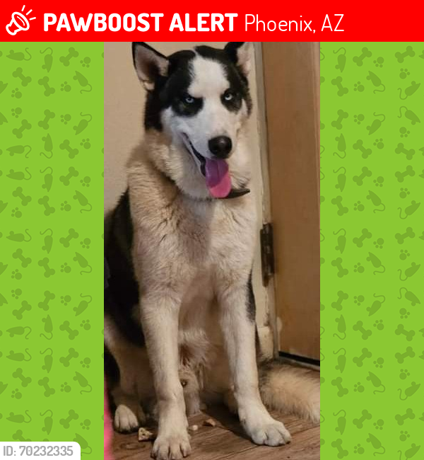Lost Male Dog last seen I- 17 and Dunlap area black canyon hwy, Phoenix, AZ 85051