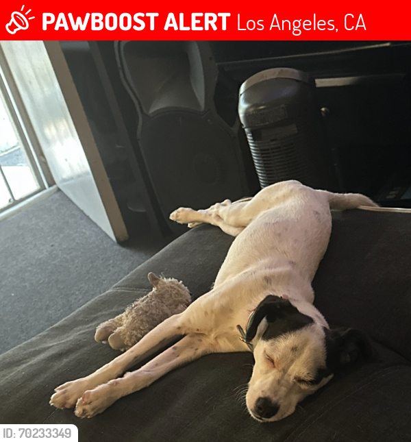 Lost Female Dog last seen Fuera de casa, Los Angeles, CA 90003