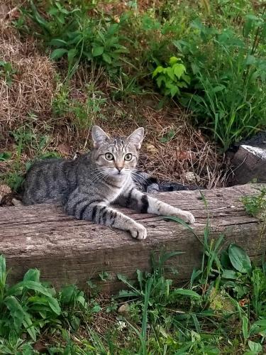 Lost Female Cat last seen Stormer road Knoxville TN, Knoxville, TN 37918