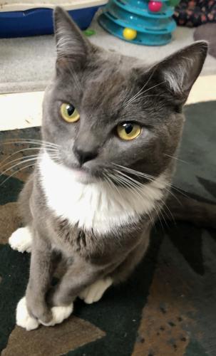 Lost Male Cat last seen 63rd & W. Fairview Ave, Milwaukee, WI 53213