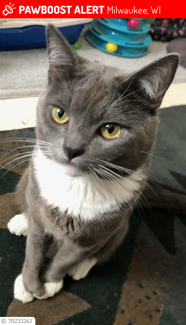 Lost Male Cat last seen 63rd & W. Fairview Ave, Milwaukee, WI 53213