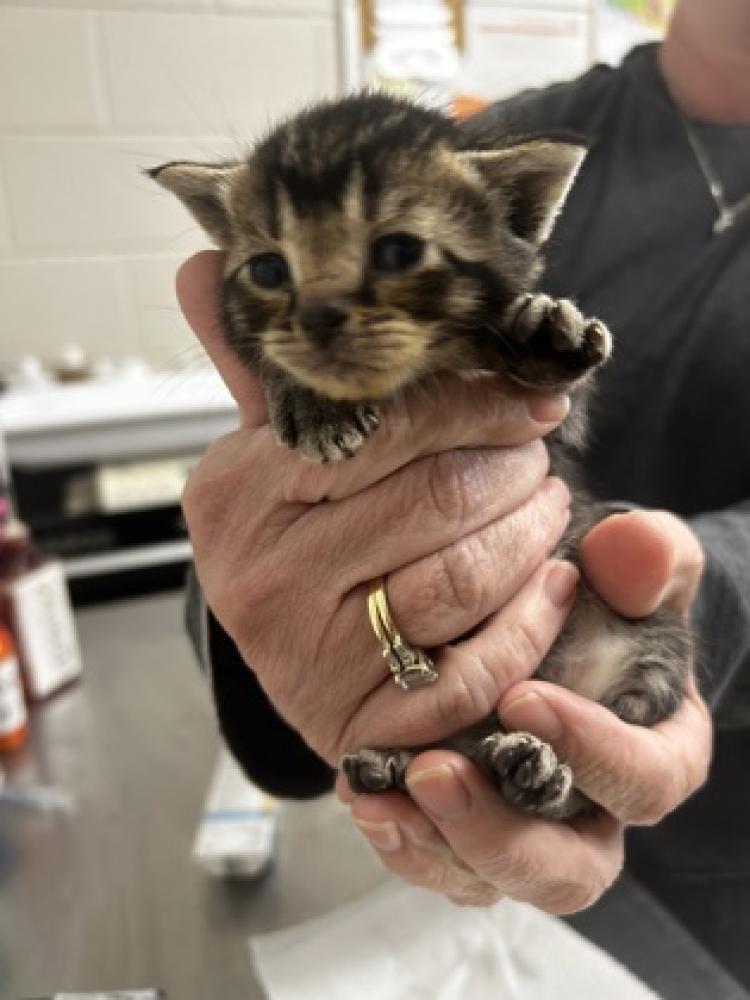 Shelter Stray Female Cat last seen Carroll County, GA , Carrollton, GA 30117