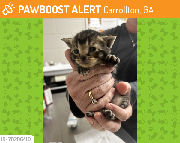 Shelter Stray Female Cat last seen Carroll County, GA , Carrollton, GA 30117