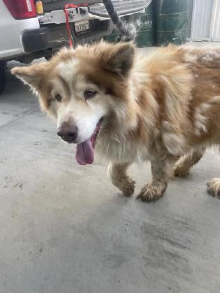 Shelter Stray Male Dog last seen Leonard & Herndon, Clovis Zone Fresno CO 4 93619, CA, Fresno, CA 93706