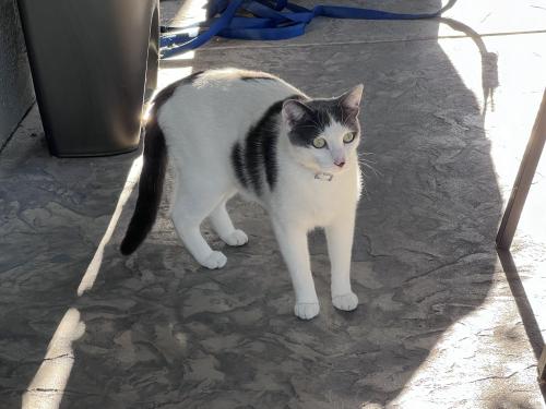 Lost Male Cat last seen Knollpark Circle, Antioch, California , Antioch, CA 94531
