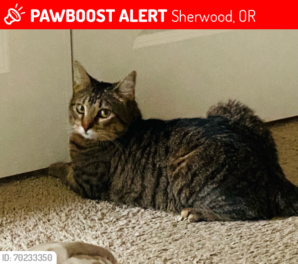 Lost Female Cat last seen Cat Adoption Team (its a long story but I’m missing my best friend.) , Sherwood, OR 97140