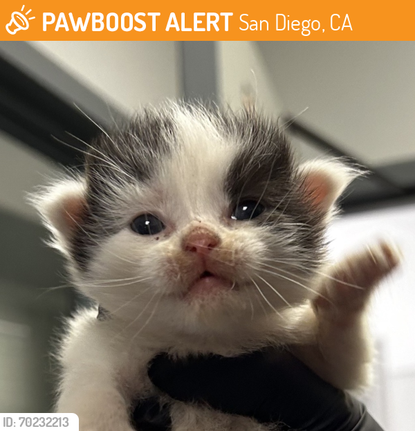 Shelter Stray Female Cat last seen Near Preece Street, San Diego, CA, 92111, San Diego, CA 92110