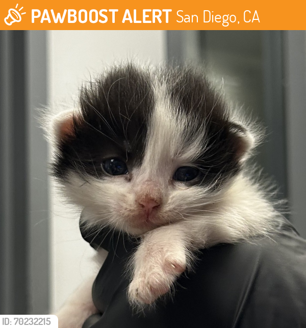Shelter Stray Male Cat last seen Near Preece Street, San Diego, CA, 92111, San Diego, CA 92110