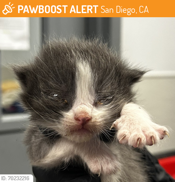 Shelter Stray Male Cat last seen Near Preece Street, San Diego, CA, 92111, San Diego, CA 92110