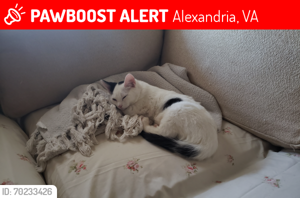 Lost Female Cat last seen Aldi, Alexandria, VA 22309