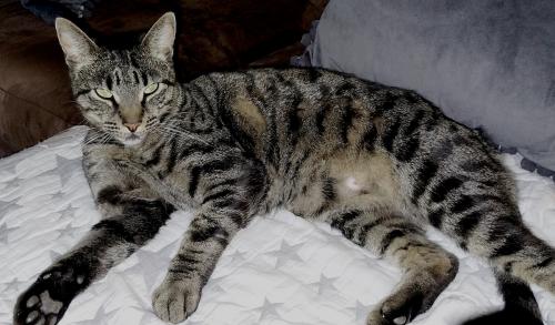 Lost Male Cat last seen Delaware & Clay, Huntington Beach, CA 92648
