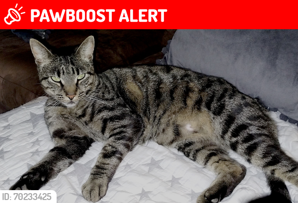 Deceased Male Cat last seen Delaware & Clay, Huntington Beach, CA 92648