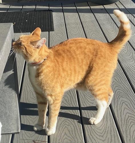 Lost Male Cat last seen Greenview Drive and Royal Oaks, Oakland, CA 94605