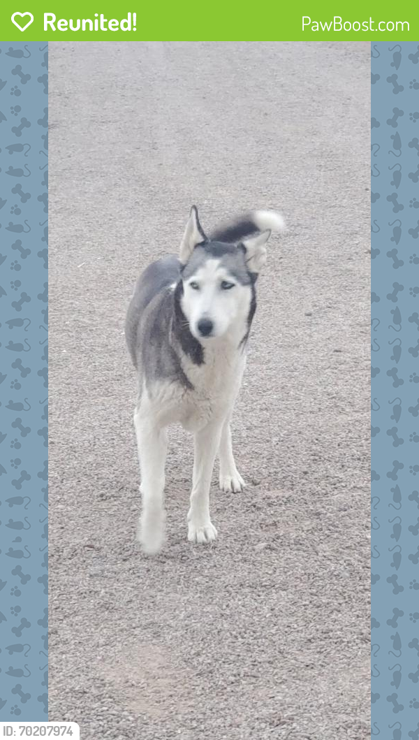 Reunited Female Dog last seen West iowa st, Drexel Heights, AZ 85757