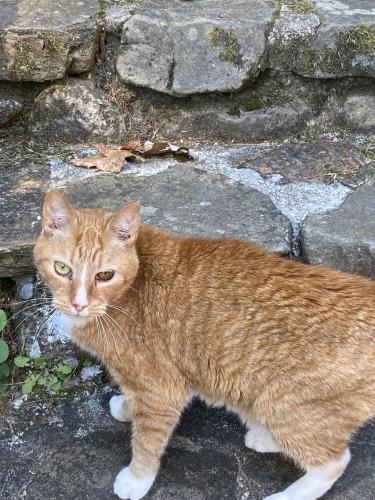 Lost Male Cat last seen Shadow Brook neighborhood, Flat Rock, NC, Flat Rock, NC 28731