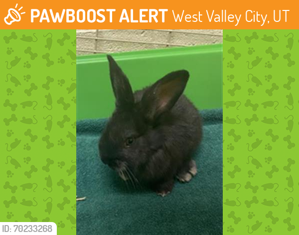 Shelter Stray Male Other last seen Near BLOCK 2700 W, WEST VALLEY CITY, UT 84119, West Valley City, UT 84120