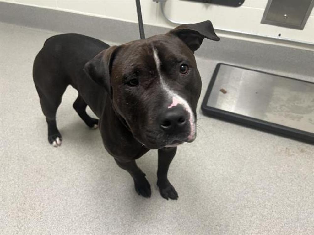 Shelter Stray Male Dog last seen TAROCCO/WOODMORE, Auburn, CA 95603