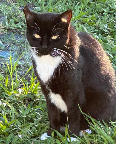 Lost Female Cat last seen Indian town road near Jupiter police station, Jupiter, FL 33458