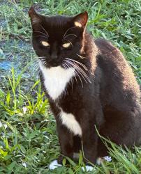 Reunited Female Cat last seen Indian town road near Jupiter police station, Jupiter, FL 33458