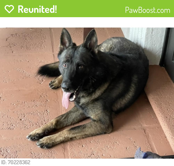 Reunited Male Dog last seen near the golf course off of S.W 104th street and Kendale drive , Kendall, FL 33176