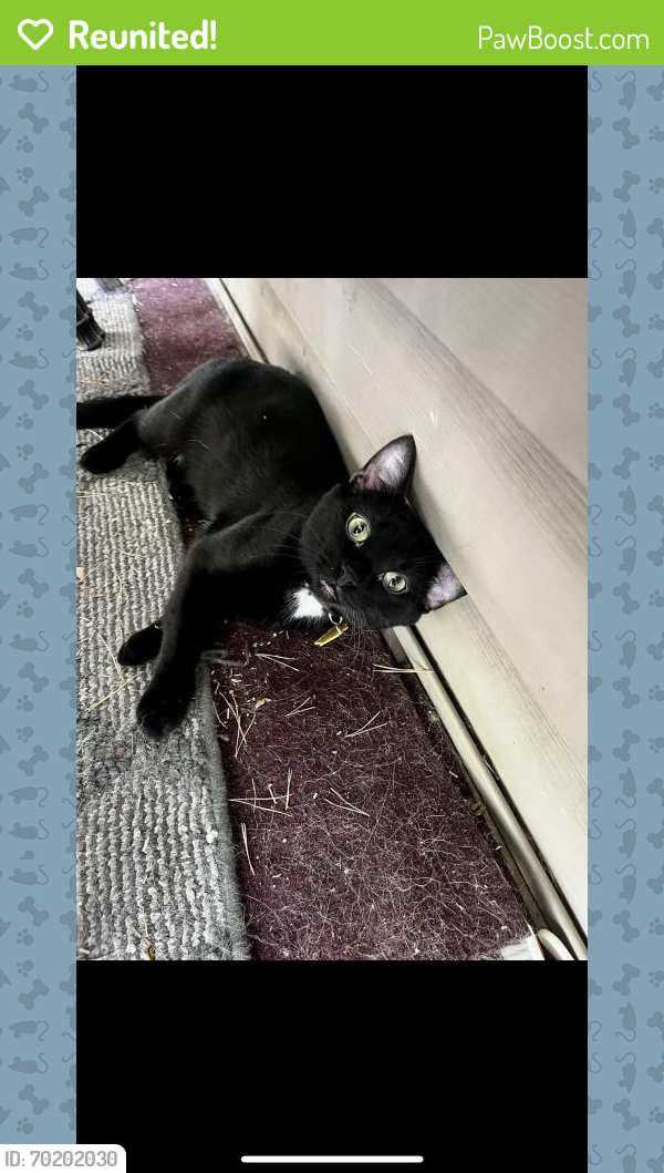 Reunited Male Cat last seen Near 157th St W, Apple Valley, MN 55124, USA, Apple Valley, MN 55124