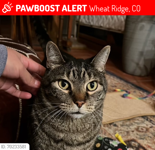 Lost Male Cat last seen West 44th Ave, Wheat Ridge, CO 80033