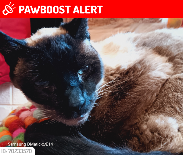 Lost Female Cat last seen Near S Cedar Ave, Colorado Springs, CO 80905, Colorado Springs, CO 80906