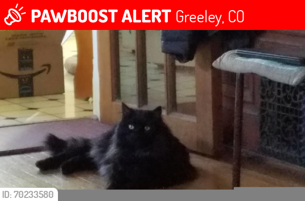 Lost Male Cat last seen 13th st and 12th Ave Greeley, Greeley, CO 80631