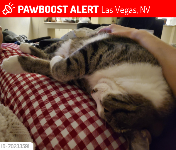 Lost Male Cat last seen Charleston and Alta, Las Vegas, NV 89138