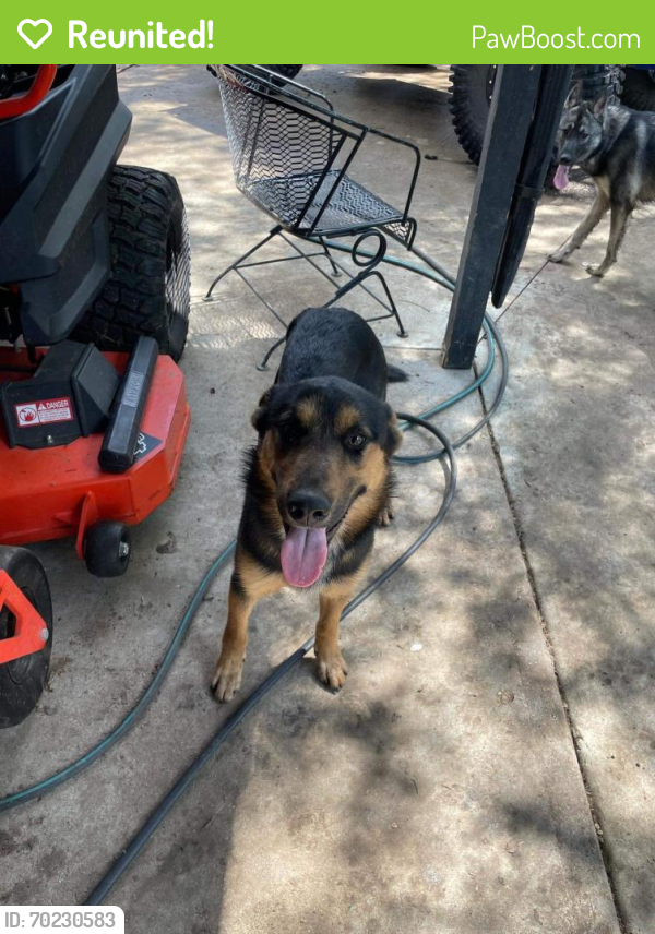 Reunited Male Dog last seen E belknap, Haltom City, TX 76117