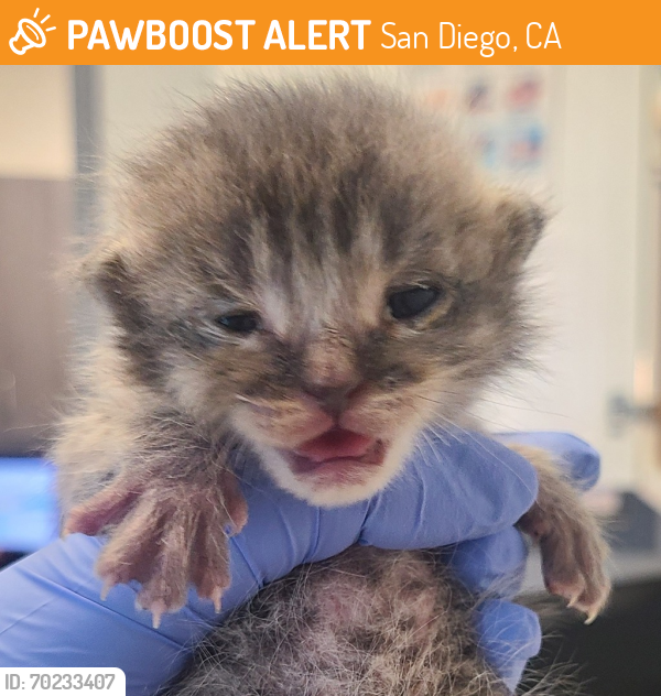 Shelter Stray Male Cat last seen Near Pacific Highway, San Diego, CA, 92132, San Diego, CA 92110