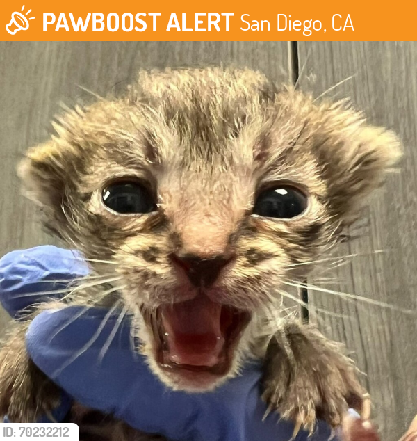 Shelter Stray Female Cat last seen Near Avenida De La Cruz, San Diego, CA, 92173, San Diego, CA 92110