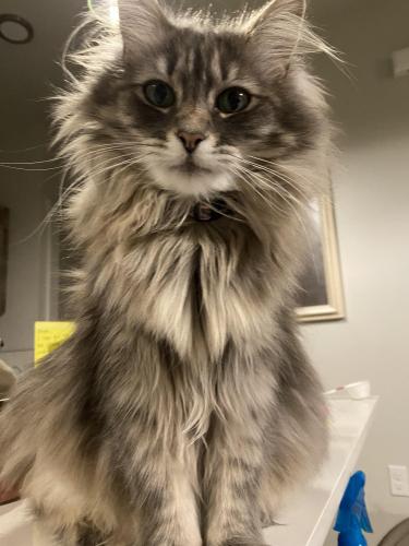 Lost Female Cat last seen Lost on 15th st Between Pumice Ave and Obsidian , Redmond, OR 97756