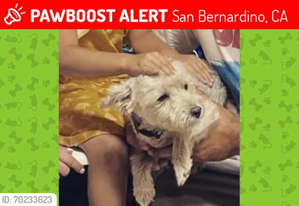 Lost Female Dog last seen San Bernardino , San Bernardino, CA 92405